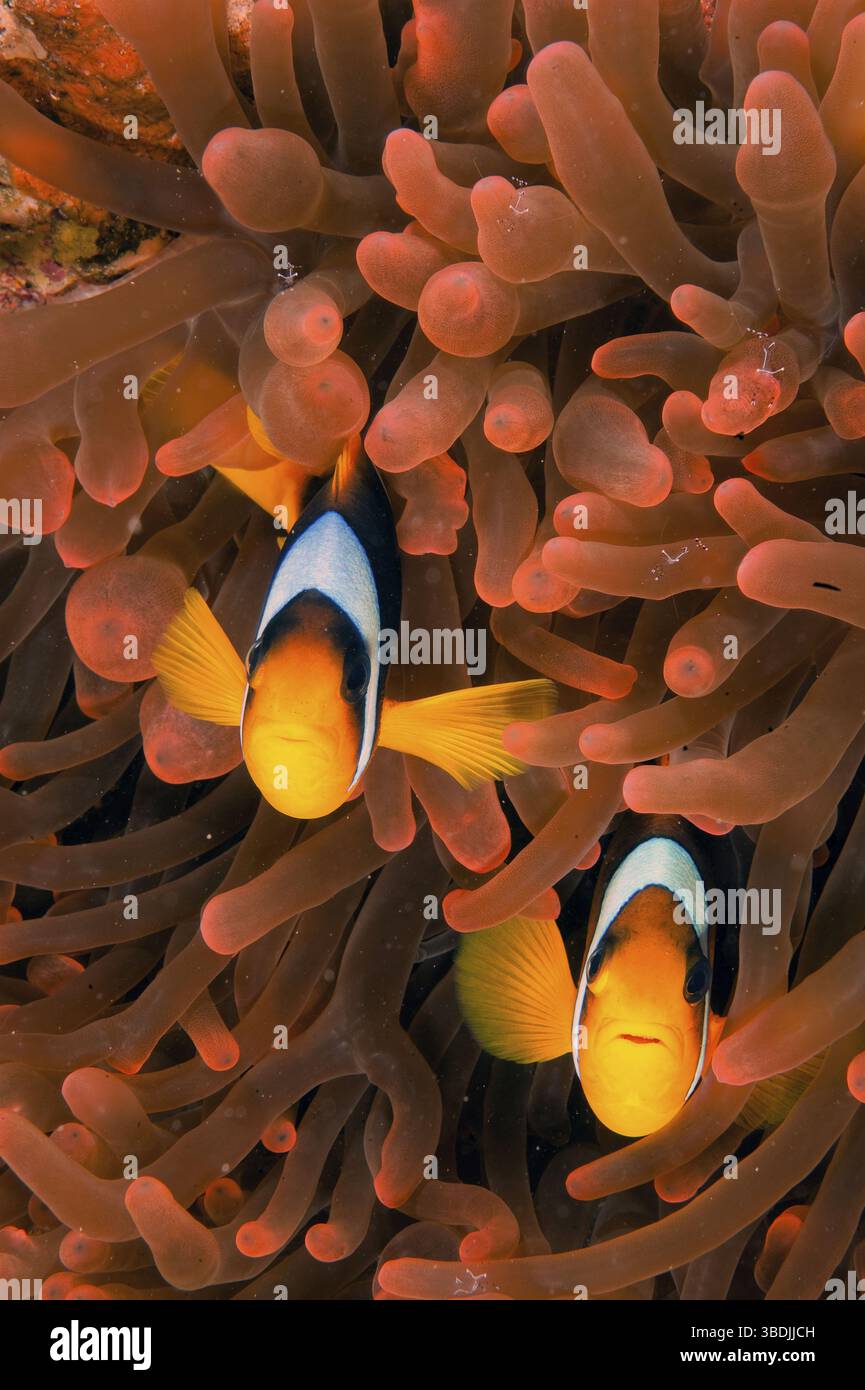 Red Sea clownfishes (Amphiprion bicinctus), Red Sea, Clownfish Stock Photo