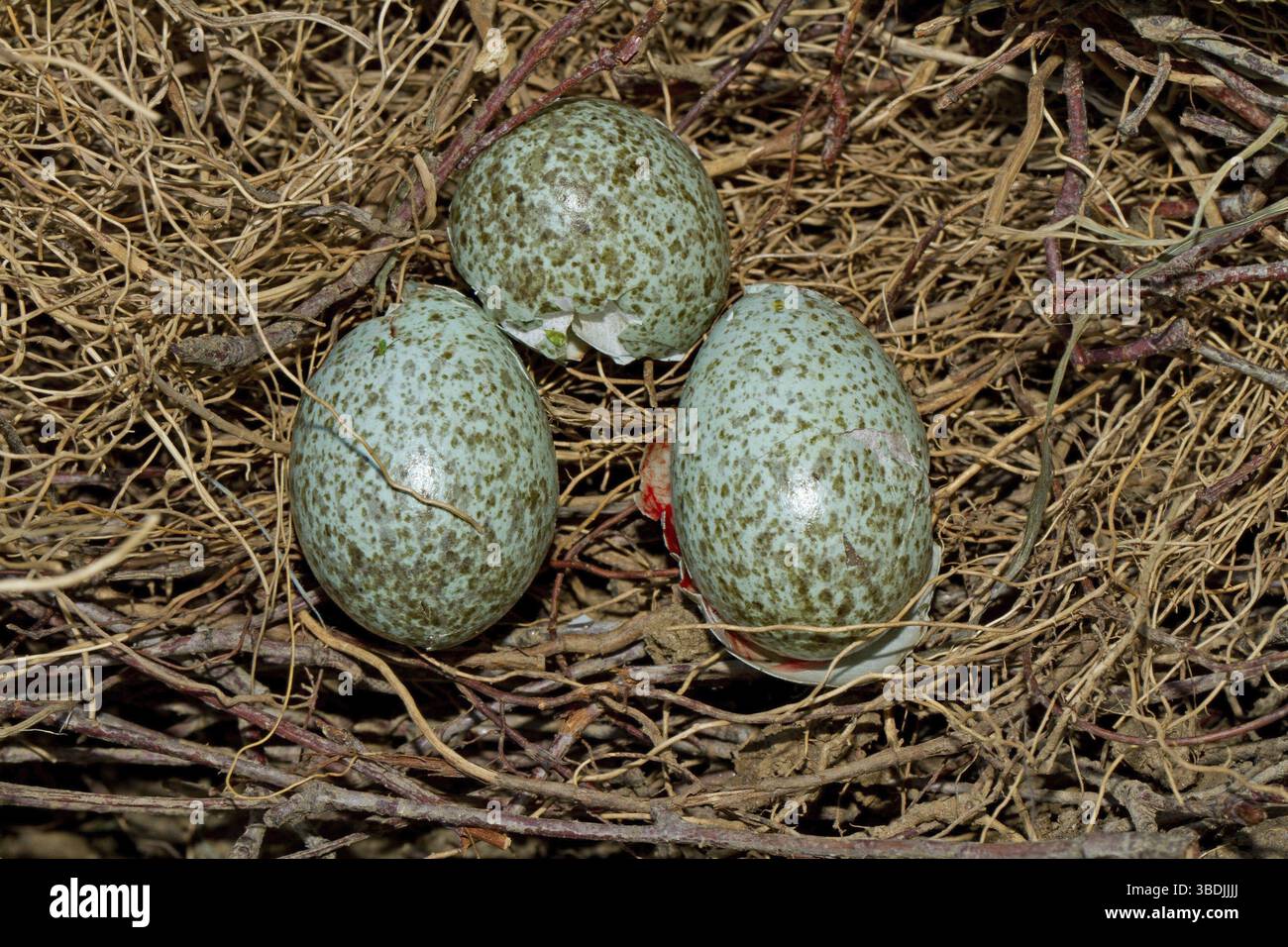Magpie egg hi-res stock photography and images - Alamy