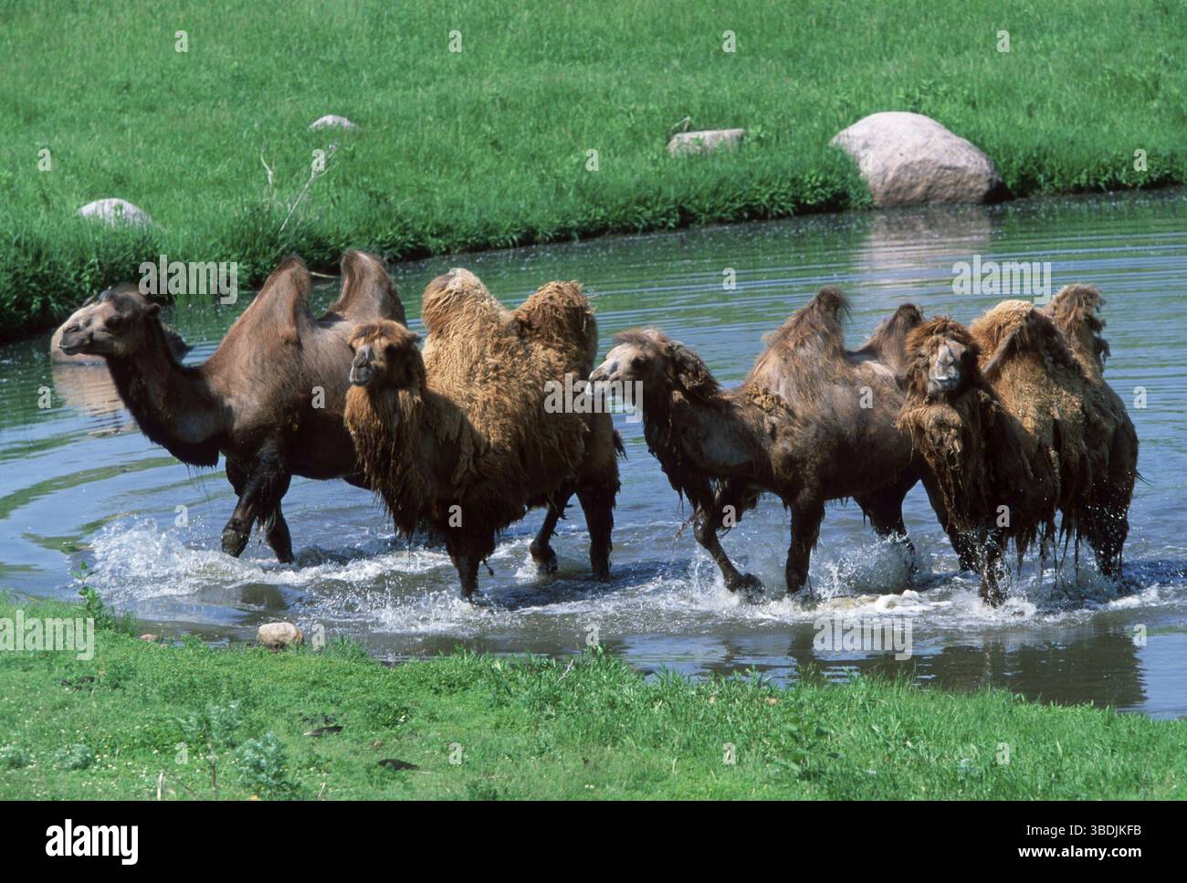 Two-humped Camels, Bactrian camels (Camelus bactrianus) Stock Photo