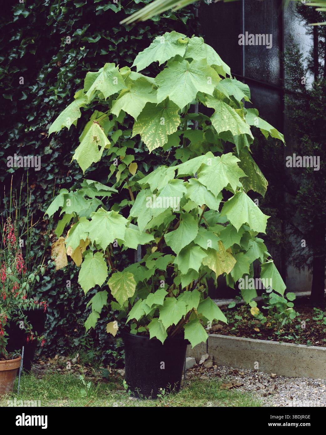 tannenbäume künstlich Künstlicher Weihnachtsbaum 180 cm Kalifornische Fichte main image 1