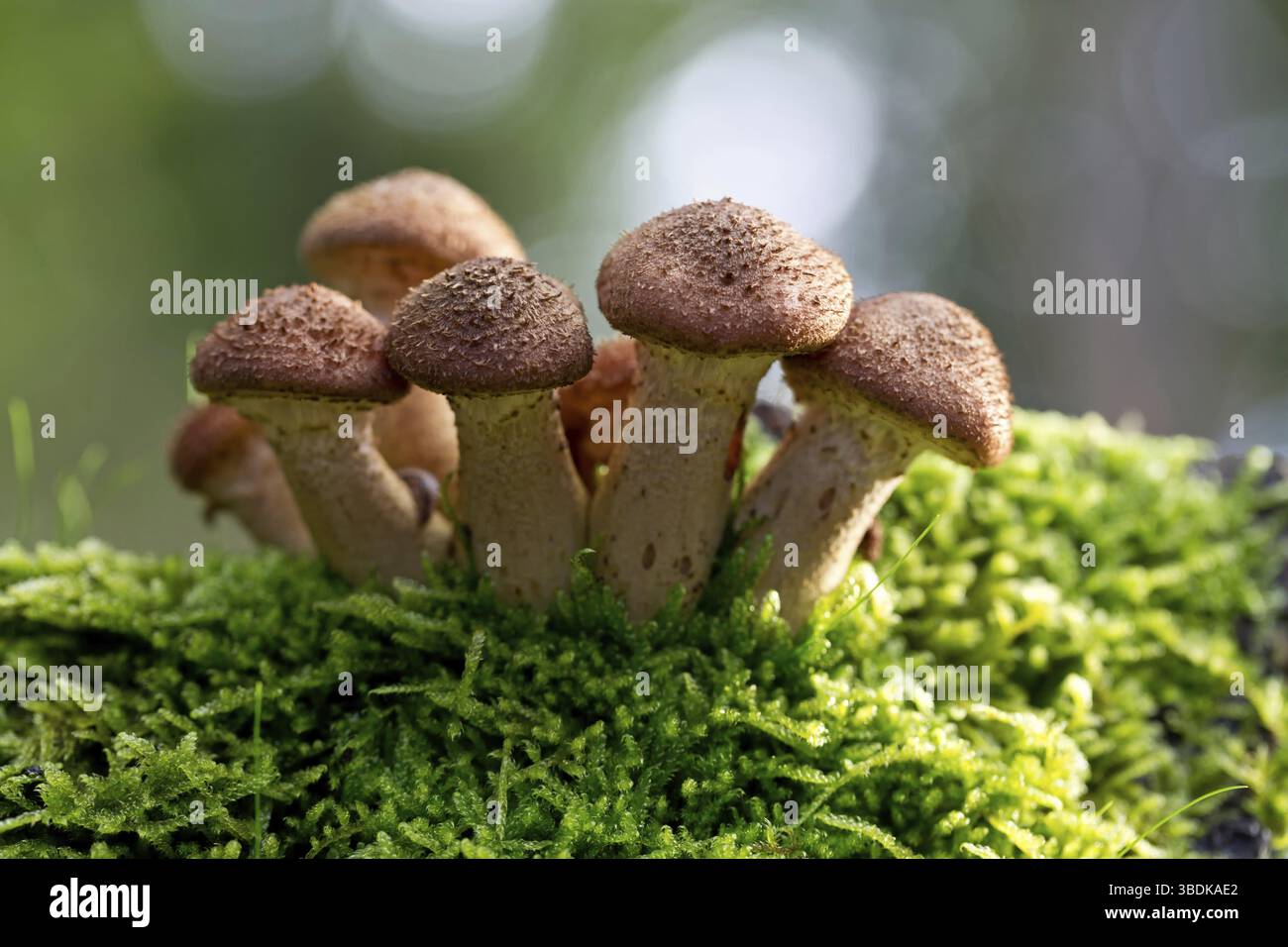 honey agaric Stock Photo