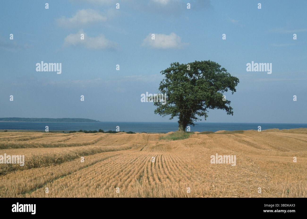 Stubble field and Oak (Quercus), Funen, Denmark, Stubble field and Oak ...