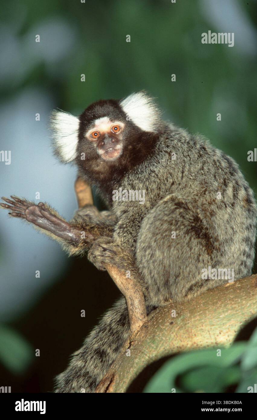 Common marmoset (Callithrix jacchus), Common Marmoset, south america ...