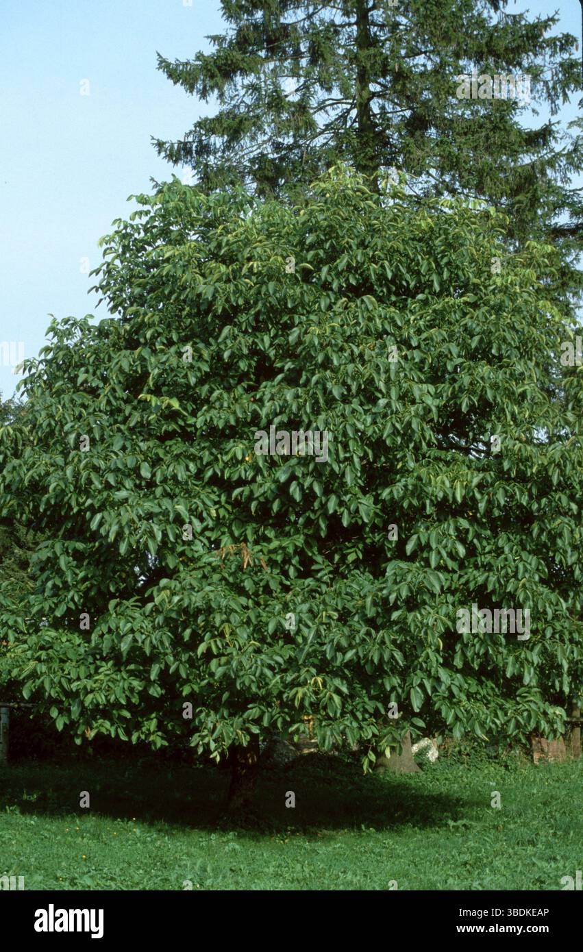 Walnut Tree Decidious Walnut Tree (Juglans regia), Walnussbaum, Laubbaum, Laubbaeume ...