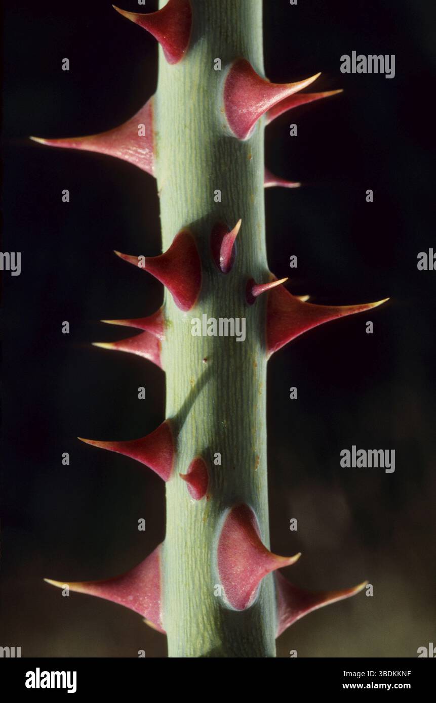 Stem of a rose with thorns, rose thorns Stock Photo - Alamy