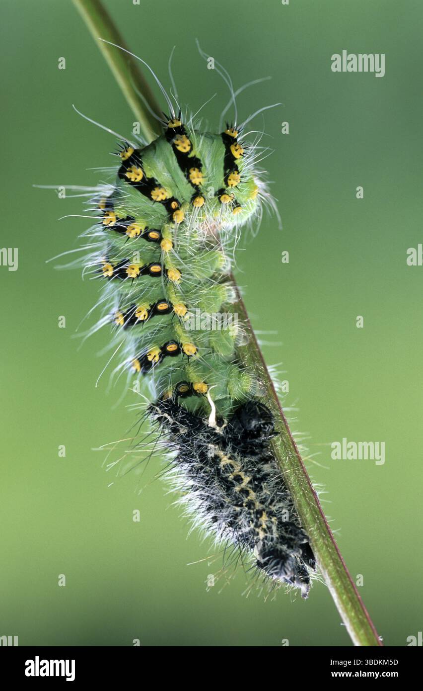 Small emperor moth (Saturnia pavonia), caterpillar moulting, lateral ...