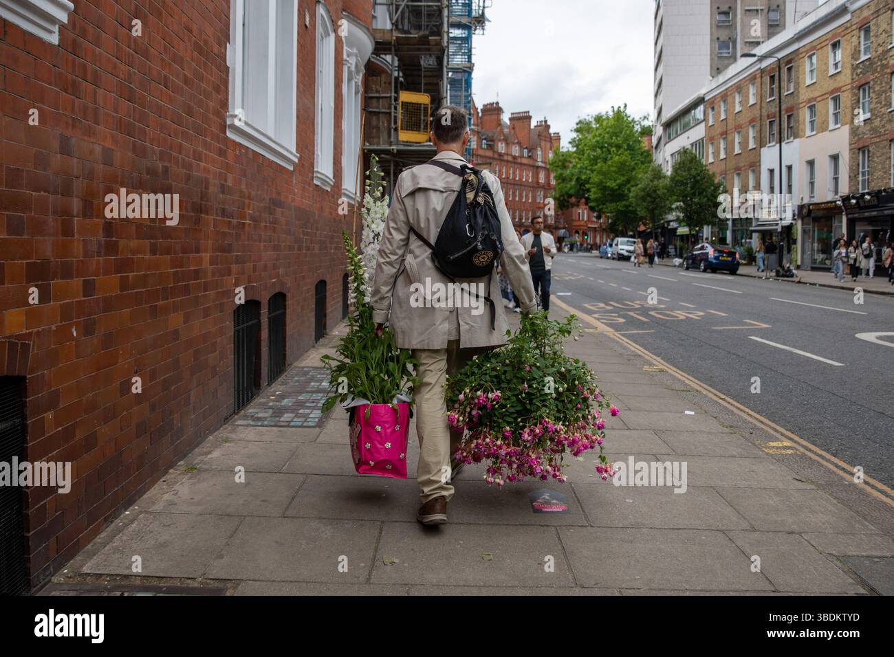 London, UK. 24th May, 2025. After buying several flowers from the last day of the Chelsea Flower Show, a man struggles to carry them along a London Street. Members of the public take the opportunity to purchase flowers and plants that had previously been exhibited in displays at the Chelsea Flower Show. On the final day visitors can seen carrying plants, flowers and garden ornaments out of the venue and through the streets of Chelsea. Credit: SOPA Images Limited/Alamy Live News Stock Photo