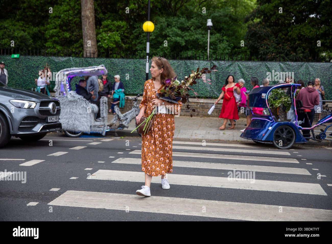 London, UK. 24th May, 2025. After buying several items from the Chelsea Flower Show a lady crosses the street on a zebra crossing. Members of the public take the opportunity to purchase flowers and plants that had previously been exhibited in displays at the Chelsea Flower Show. On the final day visitors can seen carrying plants, flowers and garden ornaments out of the venue and through the streets of Chelsea. Credit: SOPA Images Limited/Alamy Live News Stock Photo