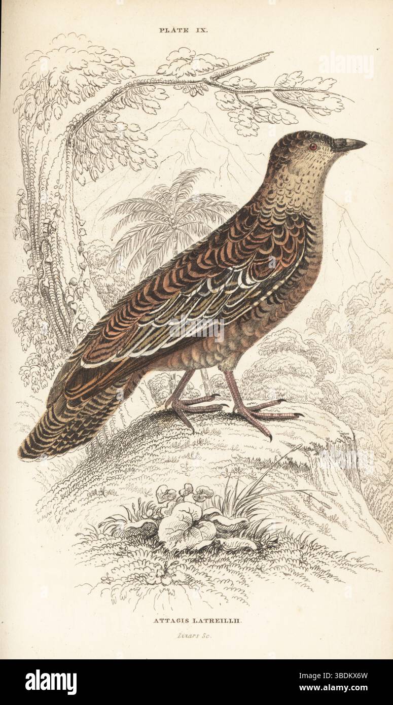 Rufous-bellied seedsnipe, Attagis gayi latreillii. Latreille's attagis, Attagis latreillii. Handcoloured steel engraving by William Lizars after an illustration from Sir William Jardine’s Ornithology, Game Birds, Vol. XXI of The Naturalist’s Library, W.H. Lizars, Edinburgh, 1843. Stock Photo