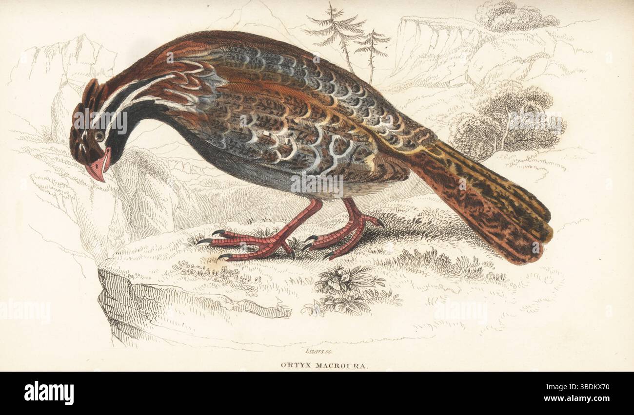 Long-tailed wood-partridge, Dendrortyx macroura. Long-tailed ortyx, Ortyx macroura. Handcoloured steel engraving by William Lizars after an illustration from Sir William Jardine’s Ornithology, Game Birds, Vol. XXI of The Naturalist’s Library, W.H. Lizars, Edinburgh, 1843. Stock Photo