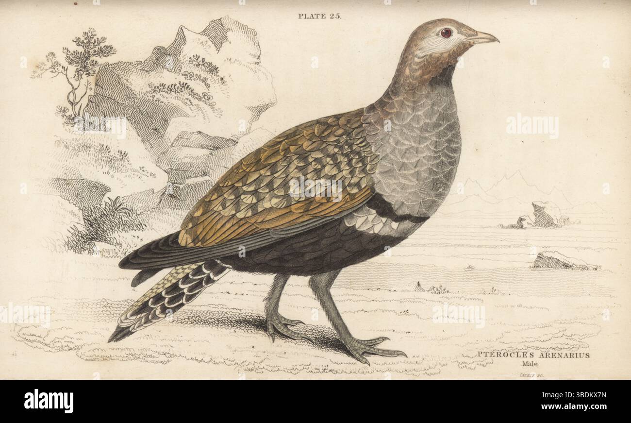 Black-bellied sandgrouse, Pterocles orientalis arenarius, male.  Banded sand grouse, Pterocles arenarius. Handcoloured steel engraving by William Lizars after an illustration from Sir William Jardine’s Ornithology, Game Birds, Vol. XXI of The Naturalist’s Library, W.H. Lizars, Edinburgh, 1843. Stock Photo