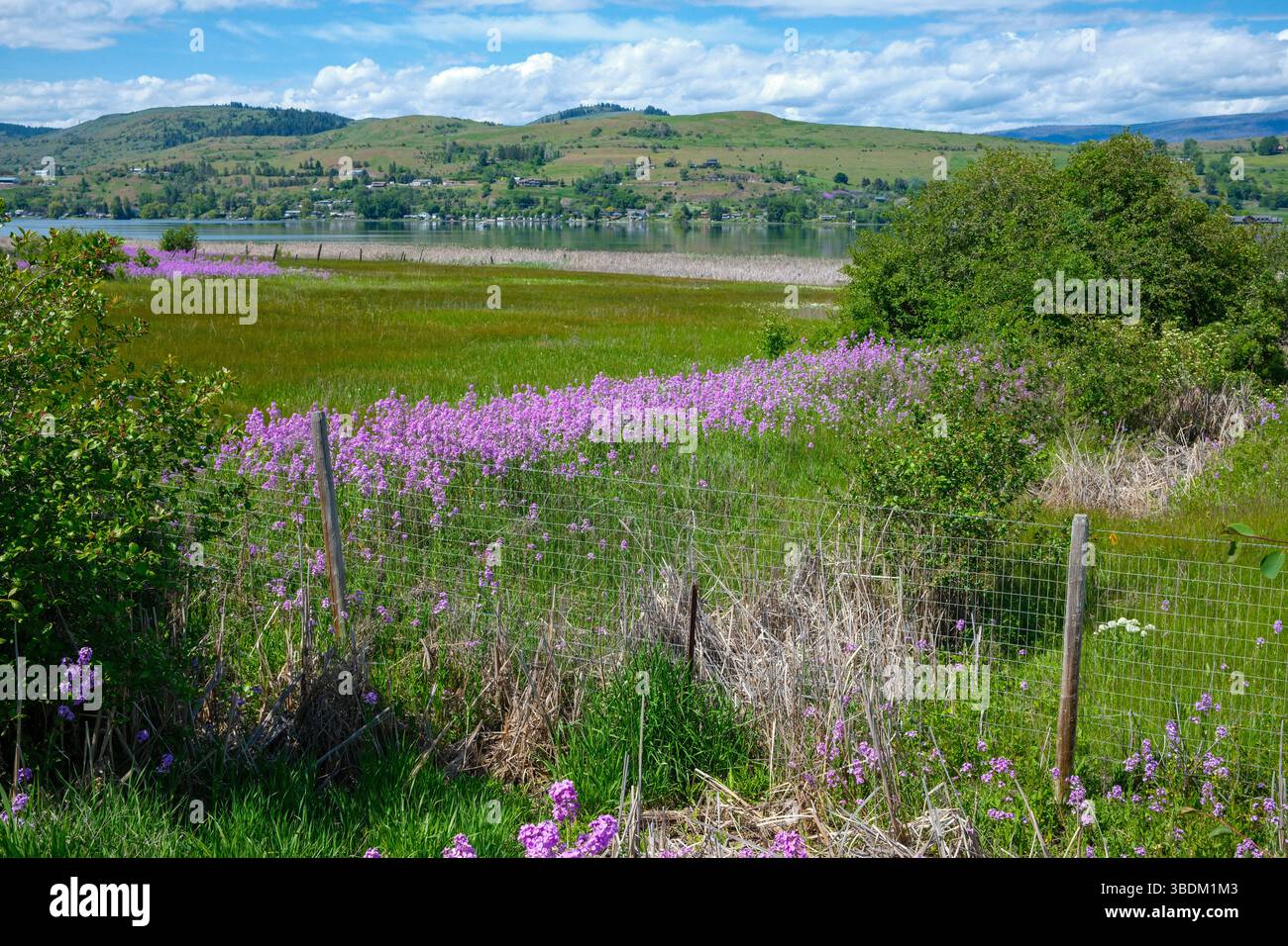 Purple flowers with a view over Swan Lake in Vernon, British Columbia. Stock Photo