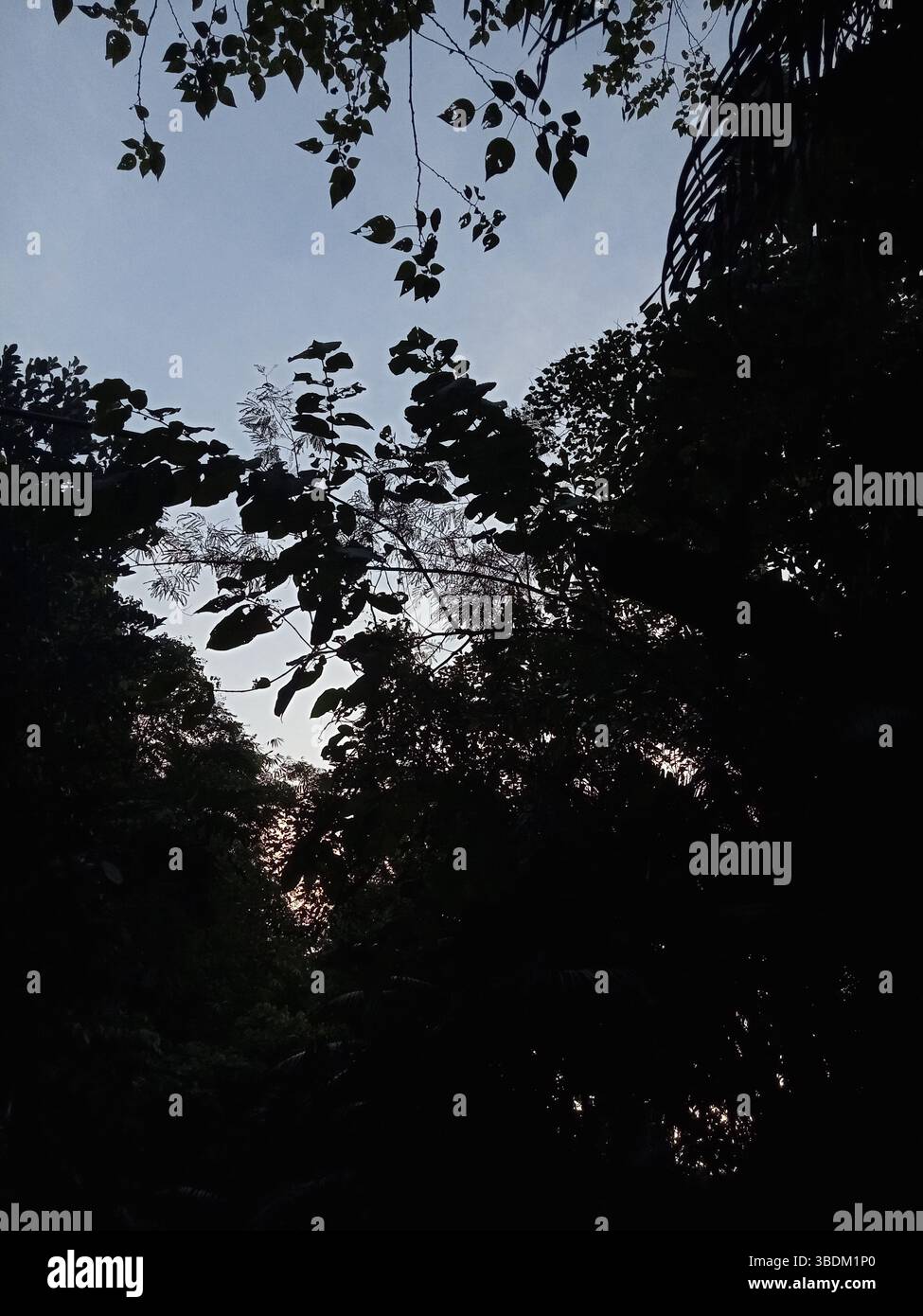 Nature's beauty is wild and free - Smartphone Captured Stock Image