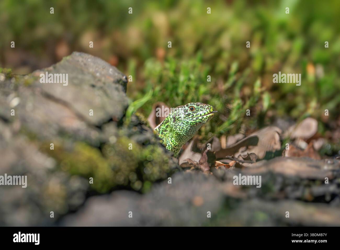 Sand lizard, Lacerta agilis Stock Photo