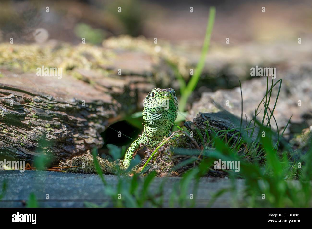 Sand lizard, Lacerta agilis Stock Photo