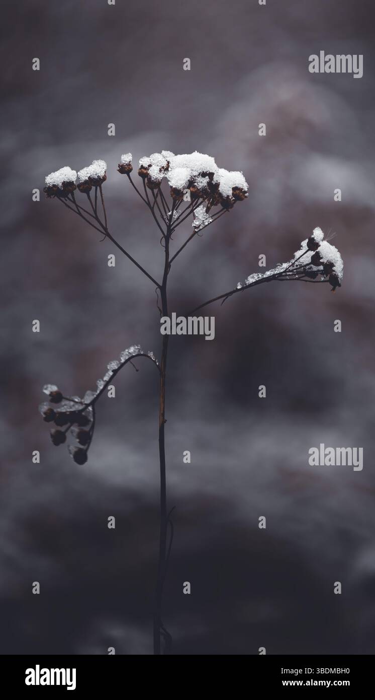 A captivating minimalistic composition featuring a thin dried common yarrow plant covered partially in snow, emphasizing simplicity and natural beauty Stock Photo