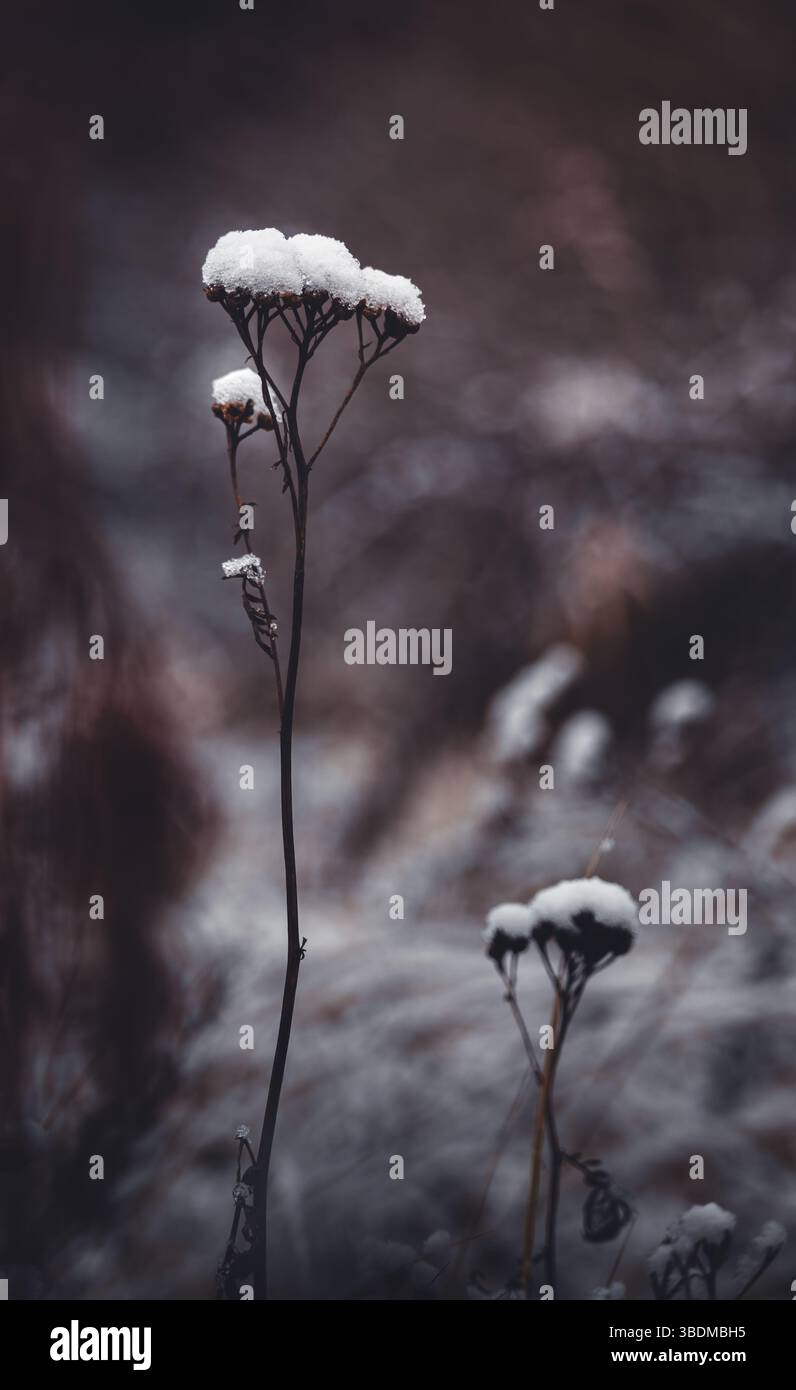 A captivating minimalistic composition featuring a thin dried common yarrow plant covered partially in snow, emphasizing simplicity and natural beauty Stock Photo