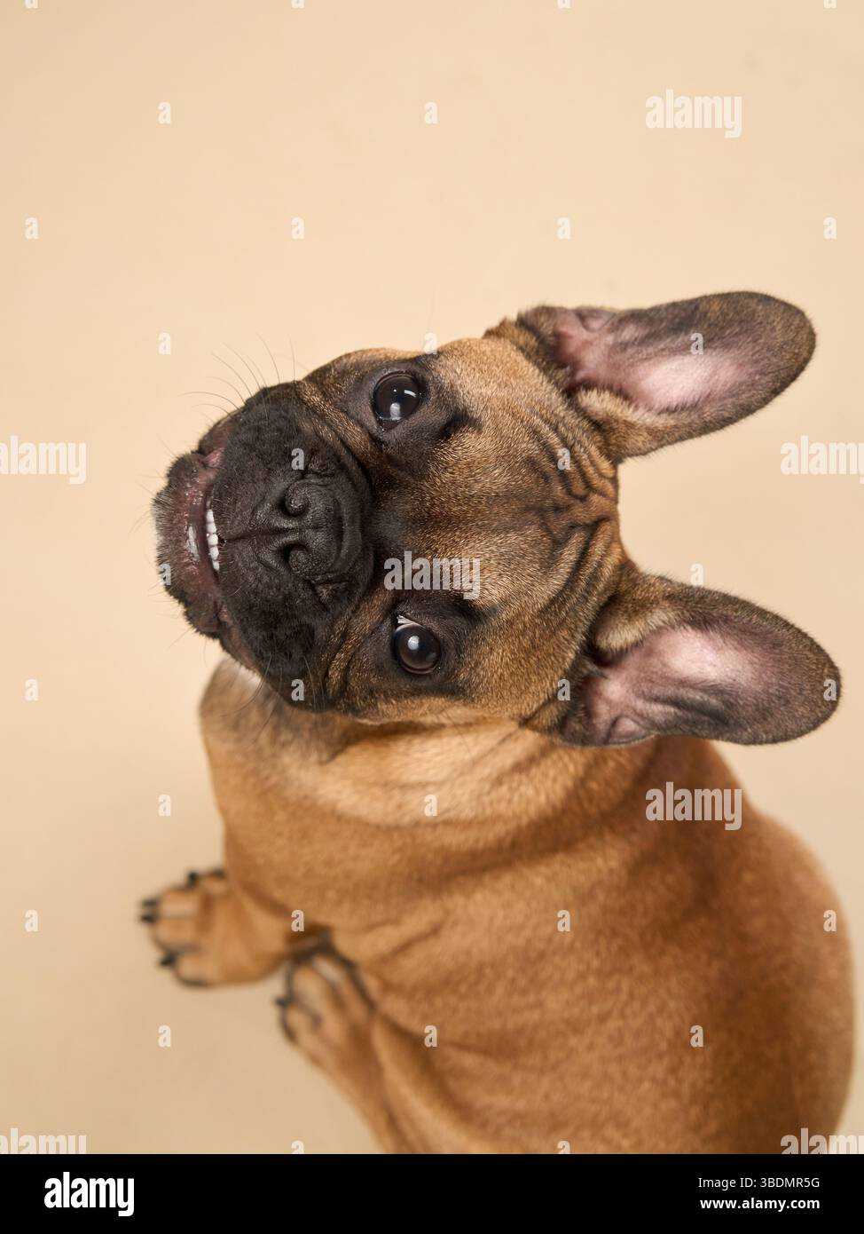 Bulldog traits hi-res stock photography and images - Alamy