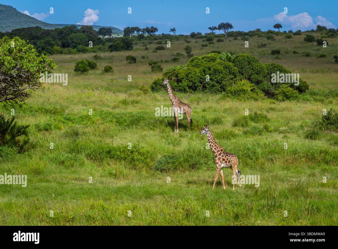 Two giraffes in savanna hi-res stock photography and images - Alamy