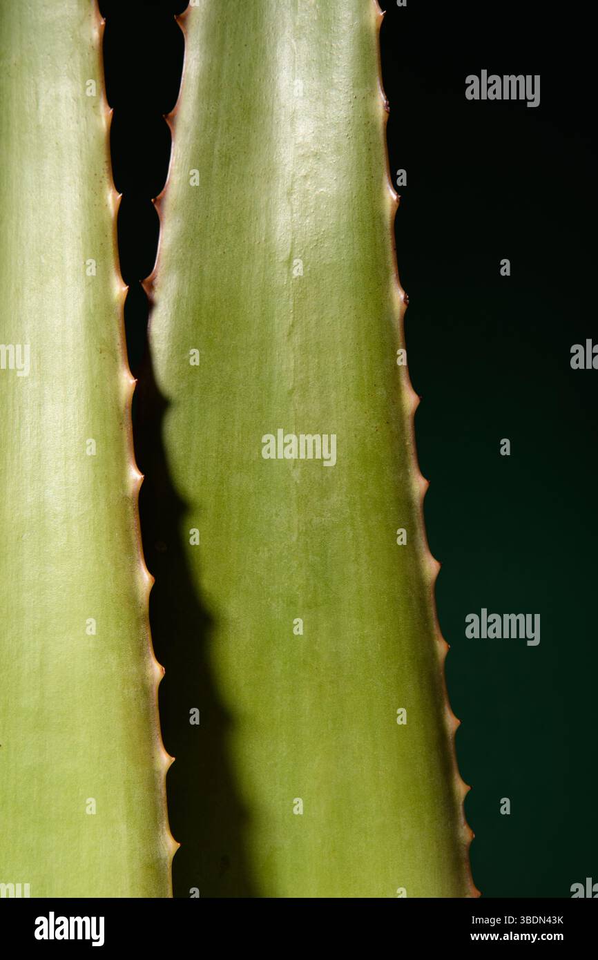 Mexican aloe hi-res stock photography and images - Alamy