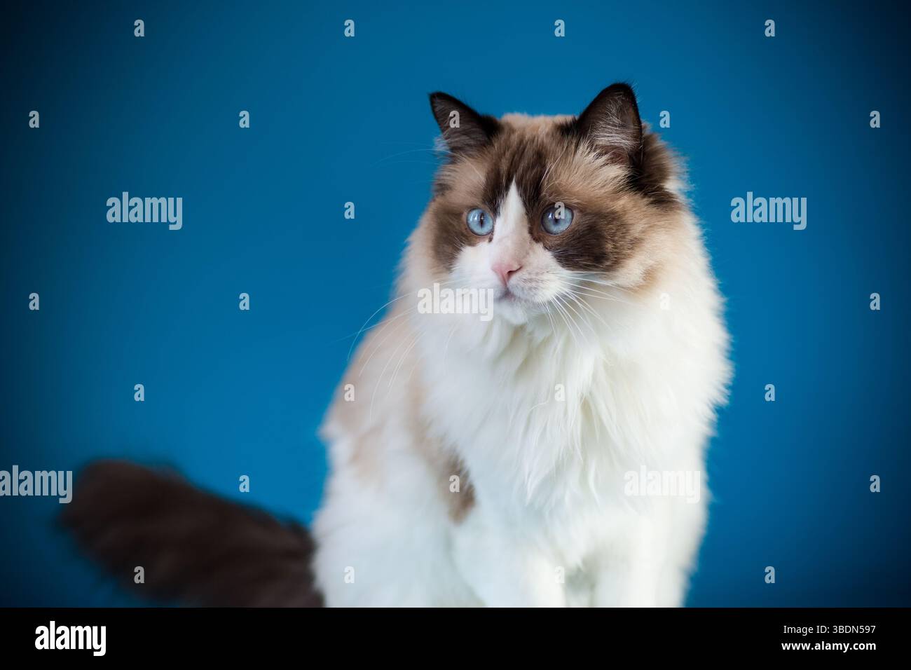 Beautiful Ragdoll cat with blue eyes Stock Photo - Alamy
