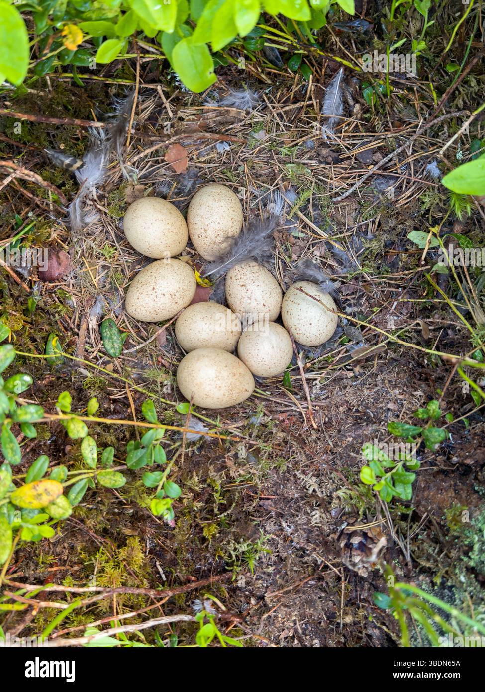 Capercaillie nest with eggs on the forest floor Stock Photo - Alamy