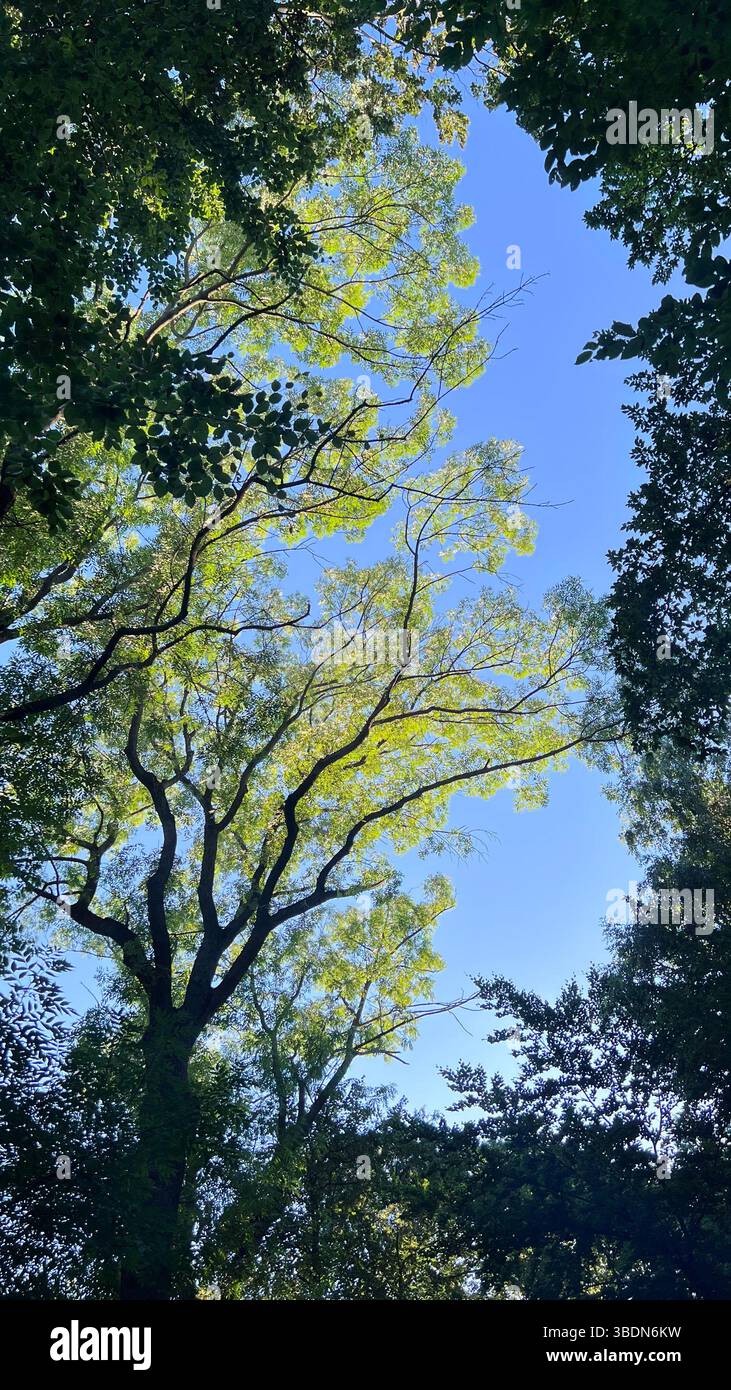 Green leaves on tree branches. Low angle view. Blue sky. Framing. - Smartphone Captured Stock Image