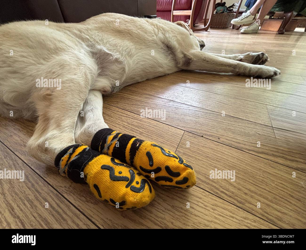 Dozing sleeping dog wearing protective boots for grip on slippy floor. Stock Photo