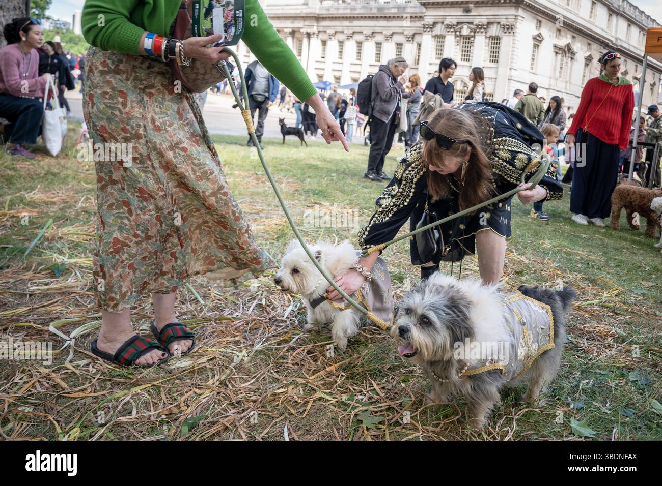 London Uk 25Th May 2025 The Annual Greenwich Dog Show Photo Inspiration