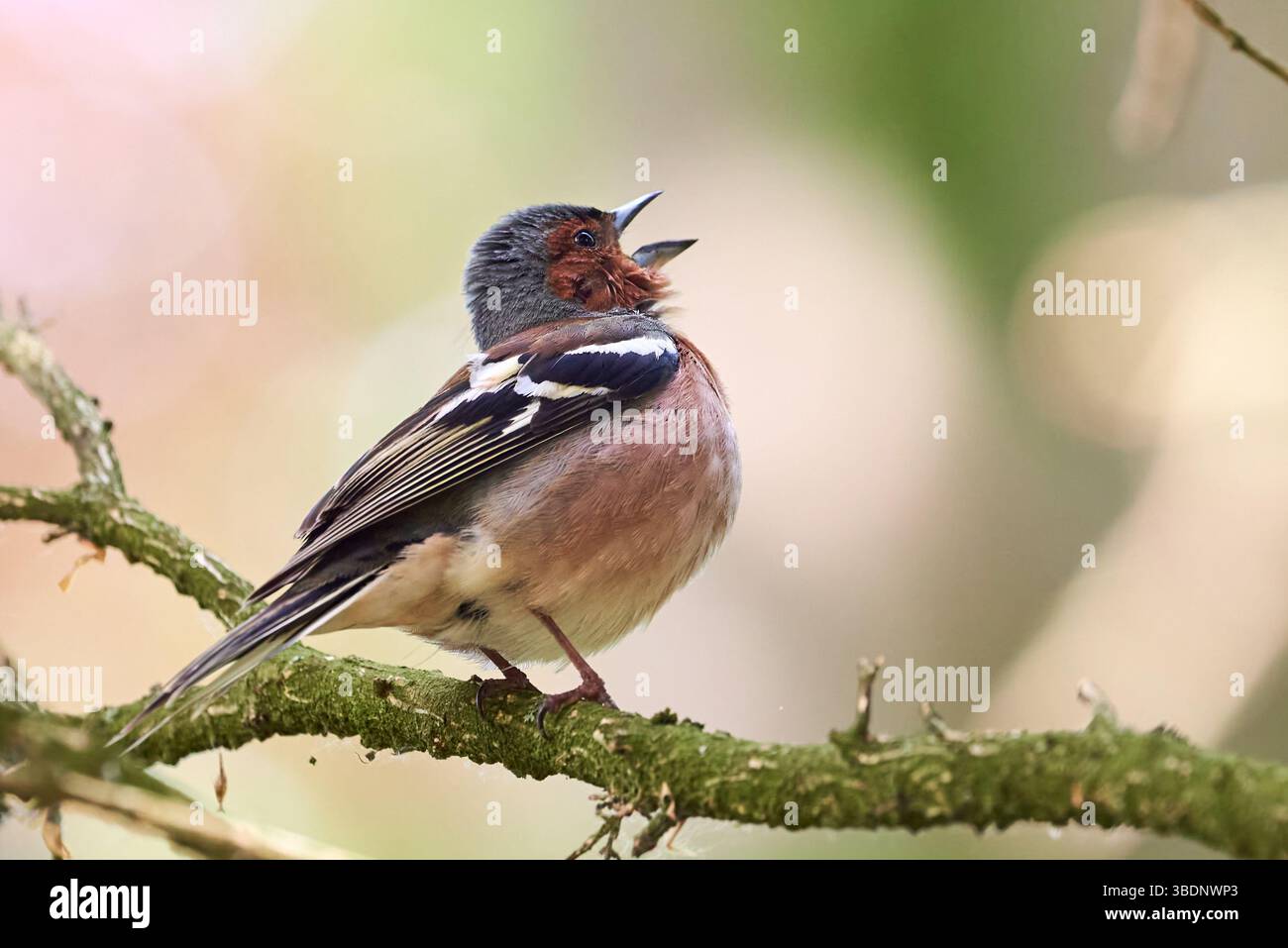 Common Chaffinch bird sitting on a branch and sing ( Fringilla coelebs ) Stock Photo