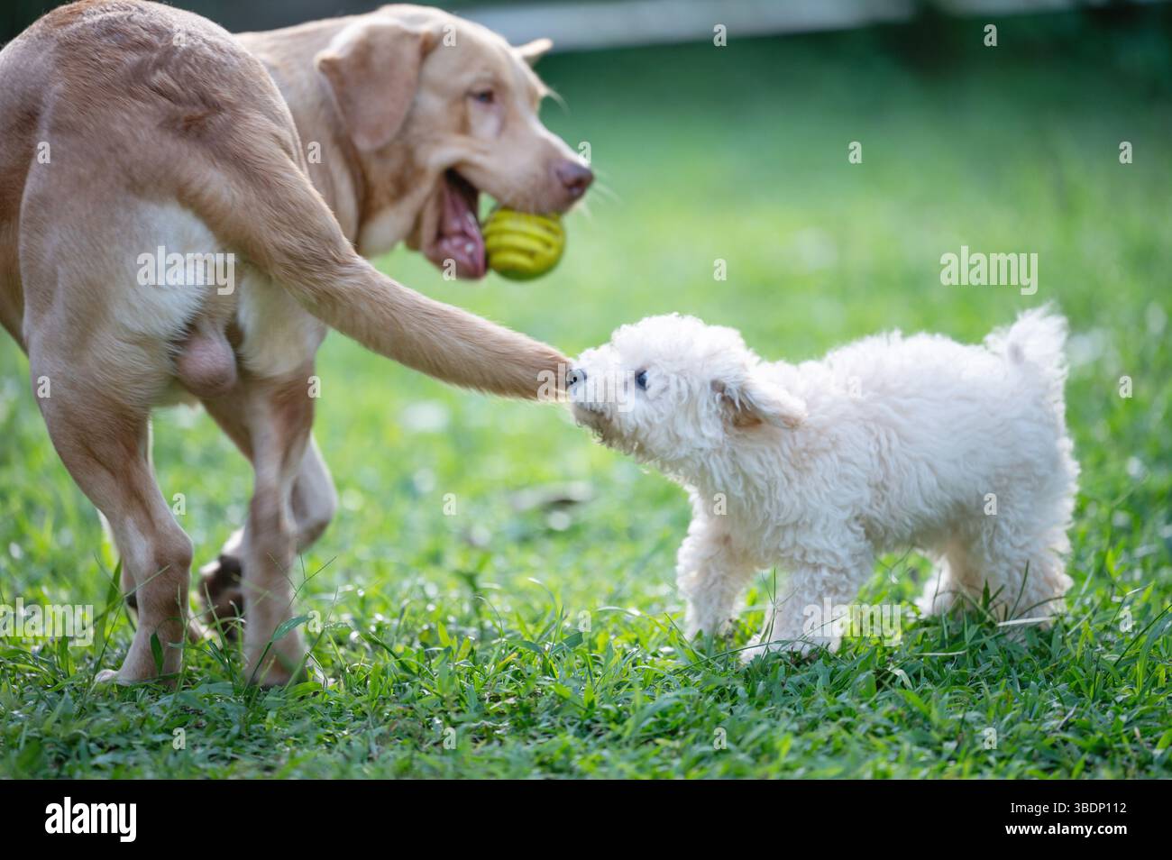 Poodle puppy biting labrador tale playing on green park lawn Stock