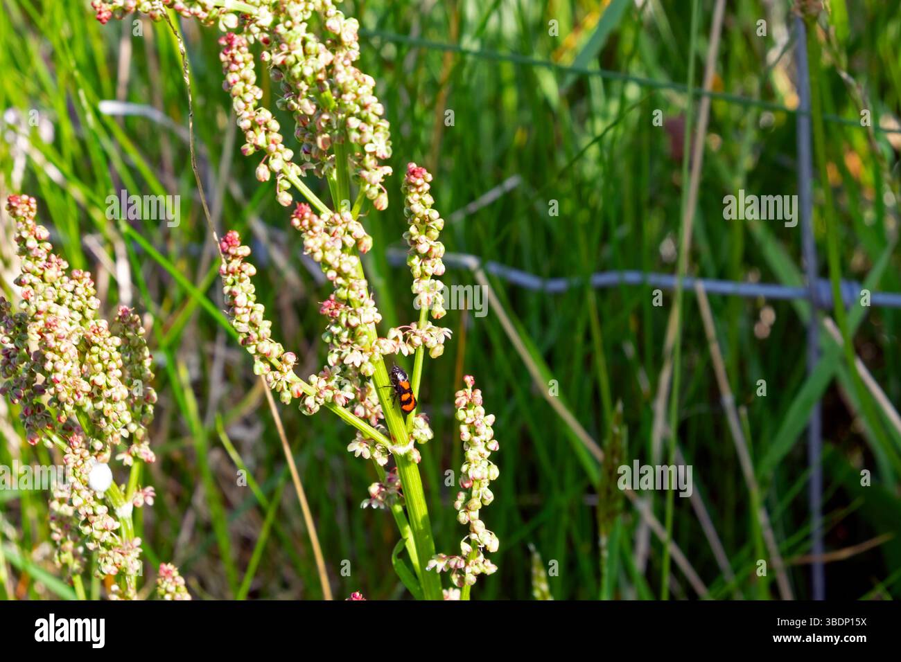 Red and black insect on sorrel plant growing in spring May 2025 ...