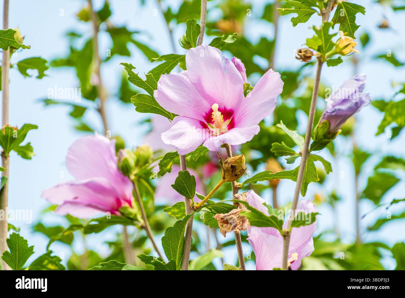 Sunlit Pink Hibiscus Syriacus Blooms Amid Green Foliage Stock Photo - Alamy