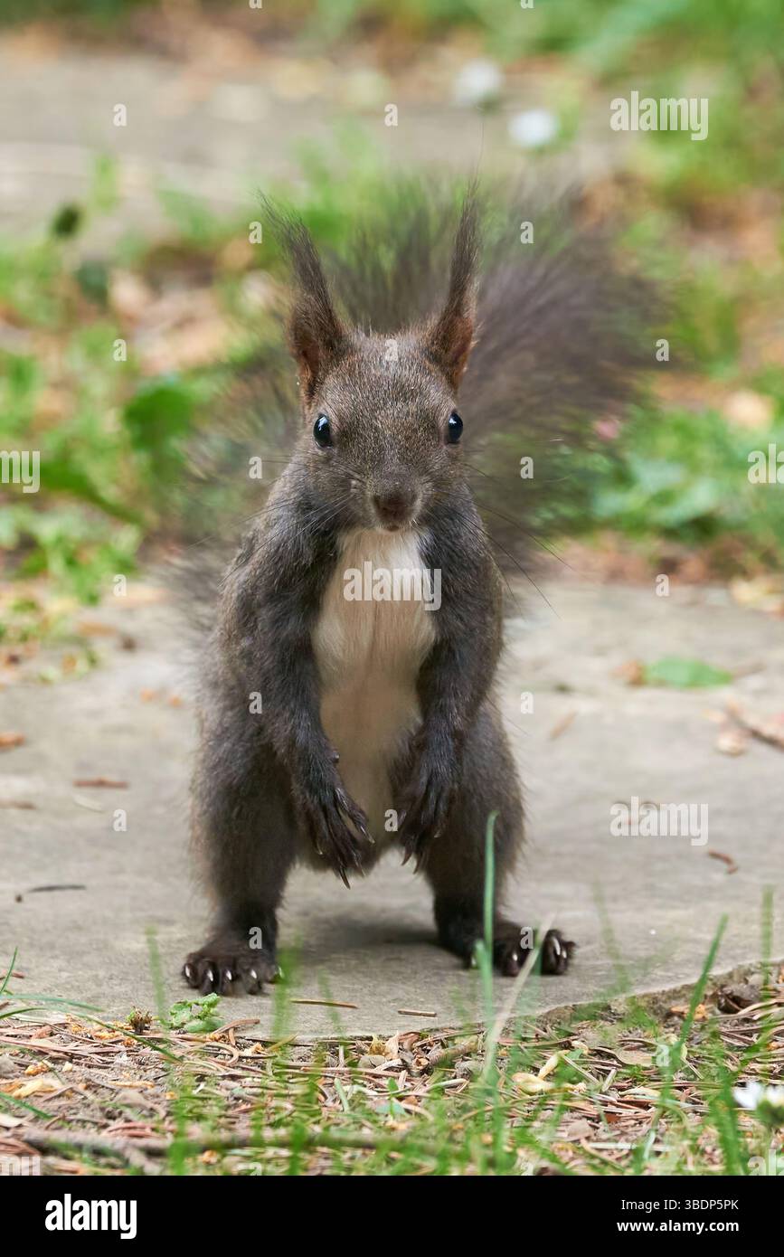 Eurasian red squirrel close-up (Sciurus vulgaris) Stock Photo