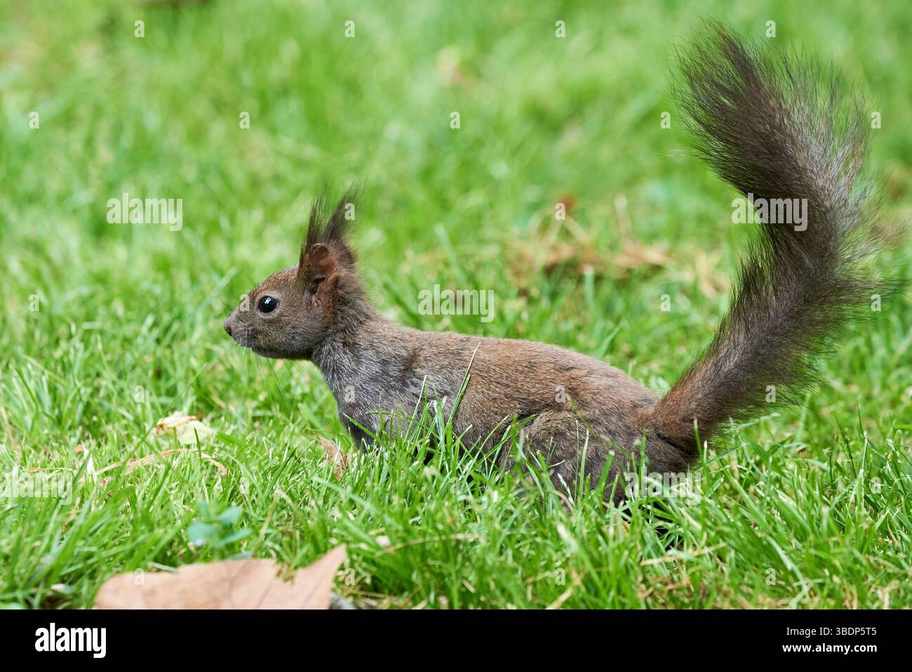 Eurasian red squirrel close-up (Sciurus vulgaris) Stock Photo