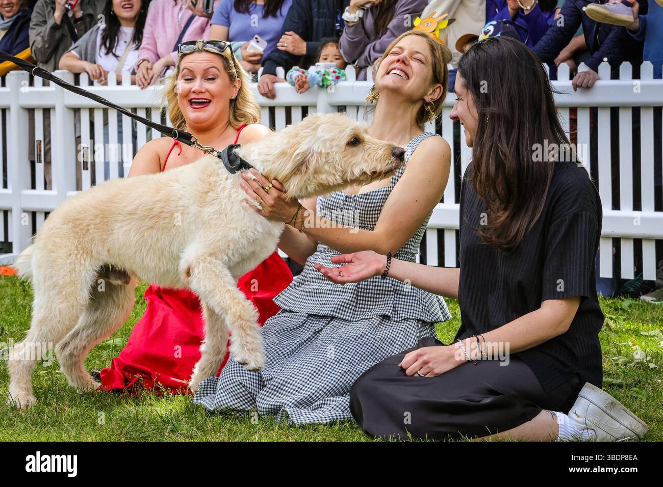Curated visual reference: Nathaniel S Granwich Puppy Feast Reference: London Uk 25Th May 2025 The Judges Have Fun Interacting