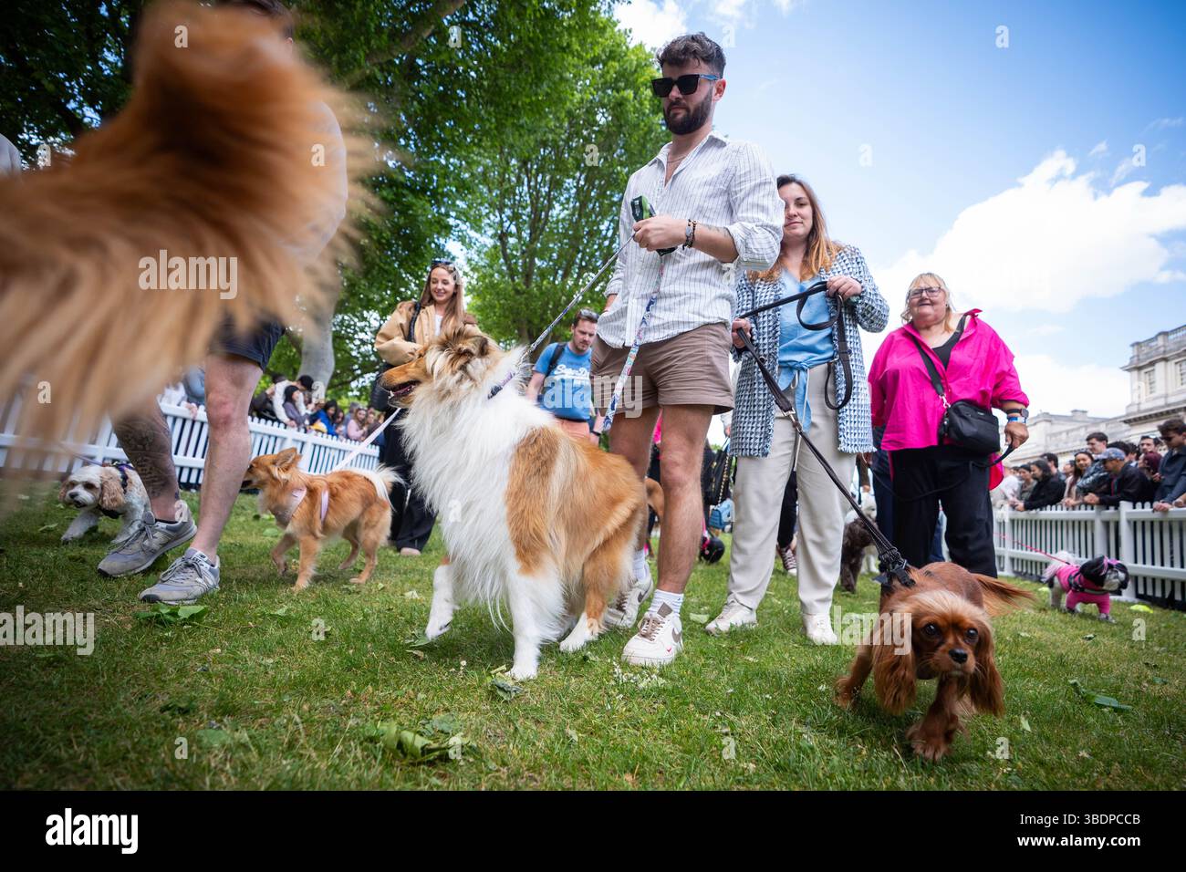 Photo inspiration: Picture Idea: Dogs Leave The Showground During The Greenwich Dog Show At
