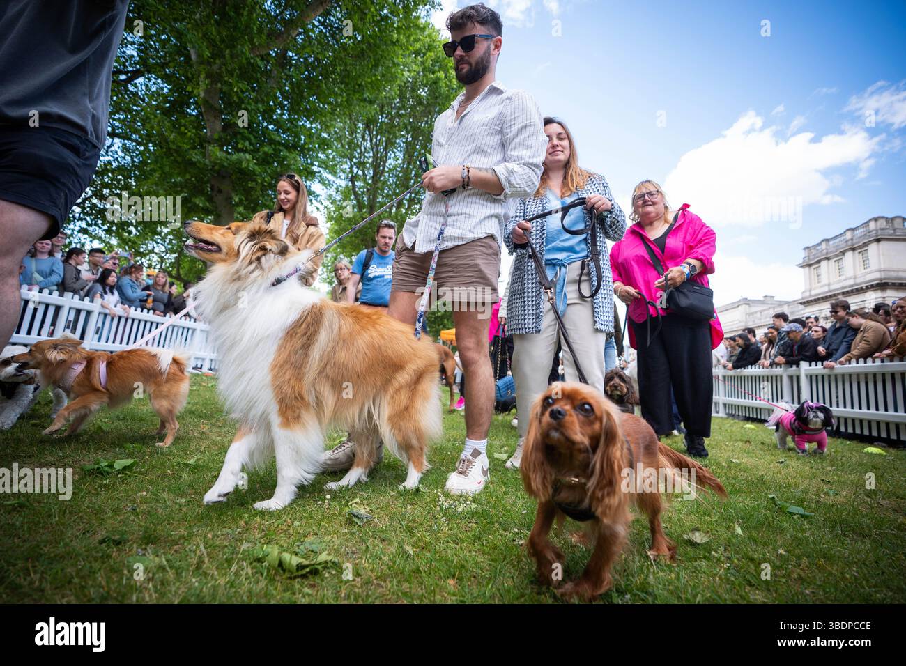 Fresh Look at Dogs Leave The Showground During The Greenwich Dog Show At