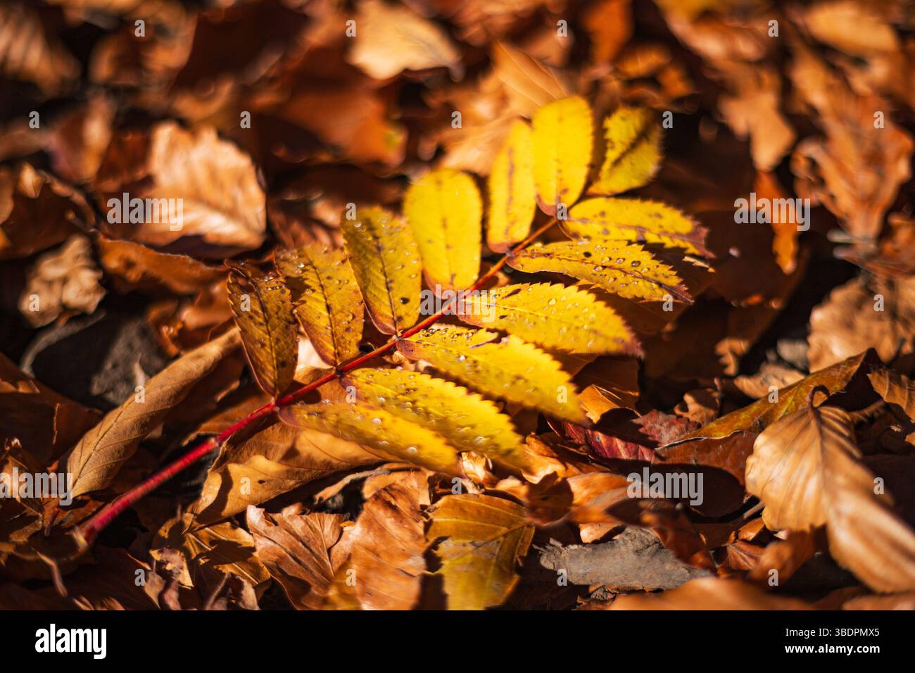 Beautiful Orange Rowan Leaf with Dew Drops Lying on the Ground Stock Photo
