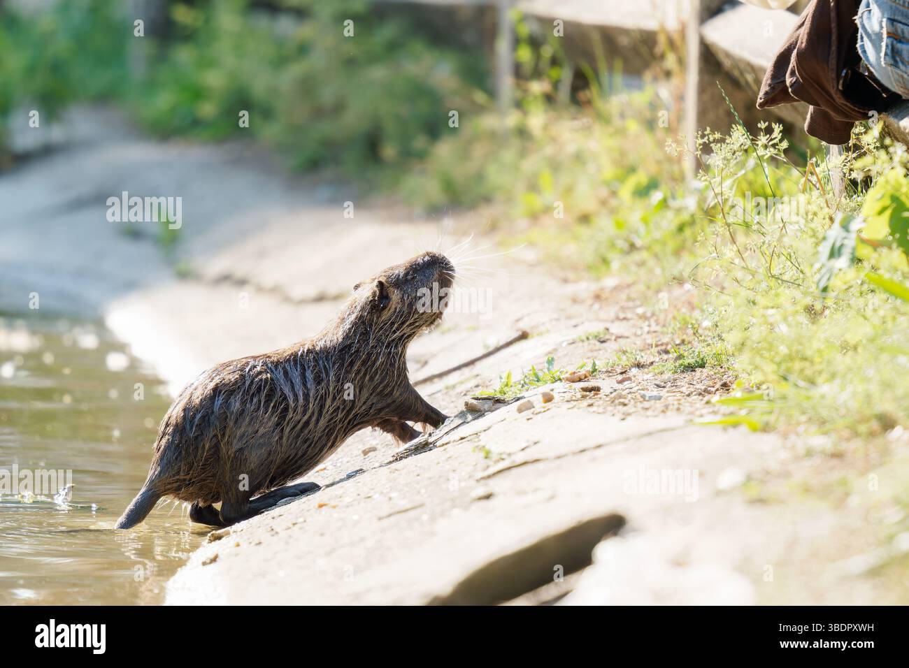 Coypu (Myocastor coypus) emerging from the water at Mare Saint James — free download
