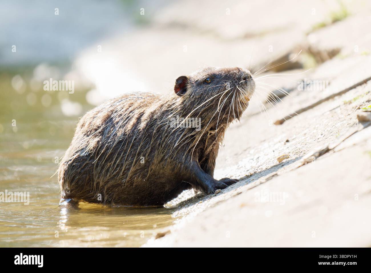 Coypu (Myocastor coypus) emerging from the water at Mare Saint James — free download