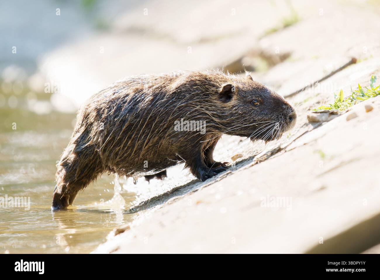 Coypu (Myocastor coypus) emerging from the water at Mare Saint James — free download