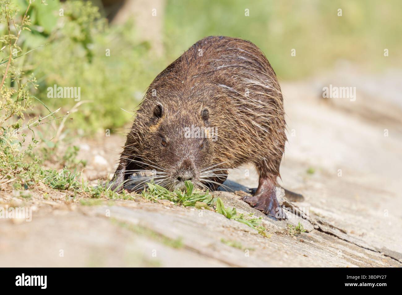Coypu (Myocastor coypus) eating grass near water at Mare Saint James — free download