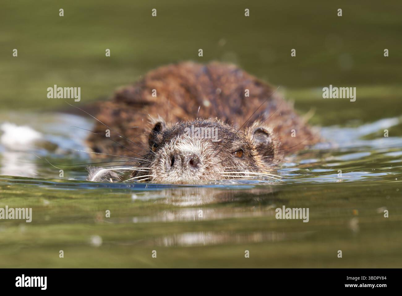 Coypu (Myocastor coypus) swimming in water at Mare Saint James, Bois de — free download