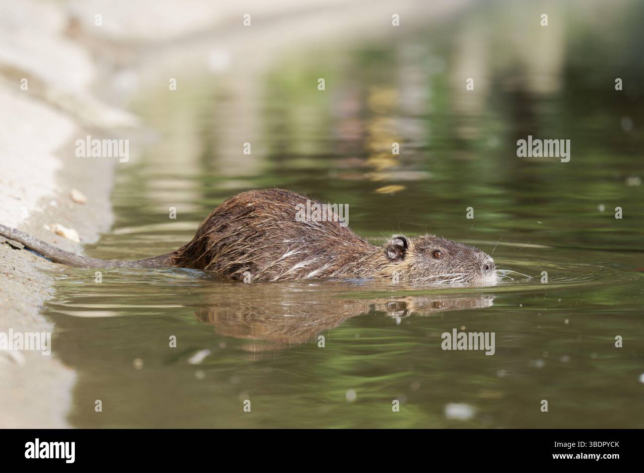 Coypu (Myocastor coypus) swimming in water at Mare Saint James, Bois de — free download