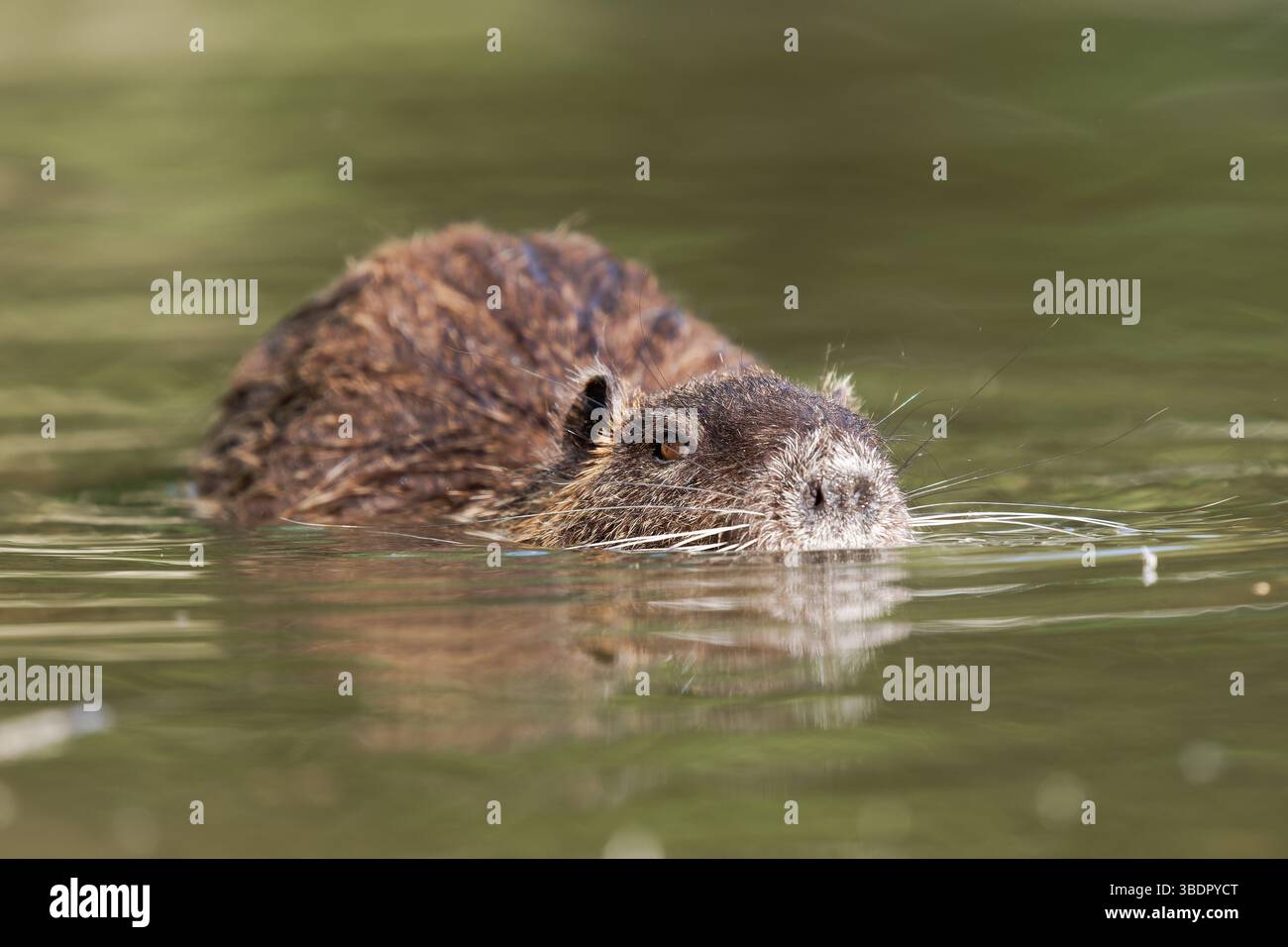 Coypu (Myocastor coypus) swimming in water at Mare Saint James, Bois de — free download
