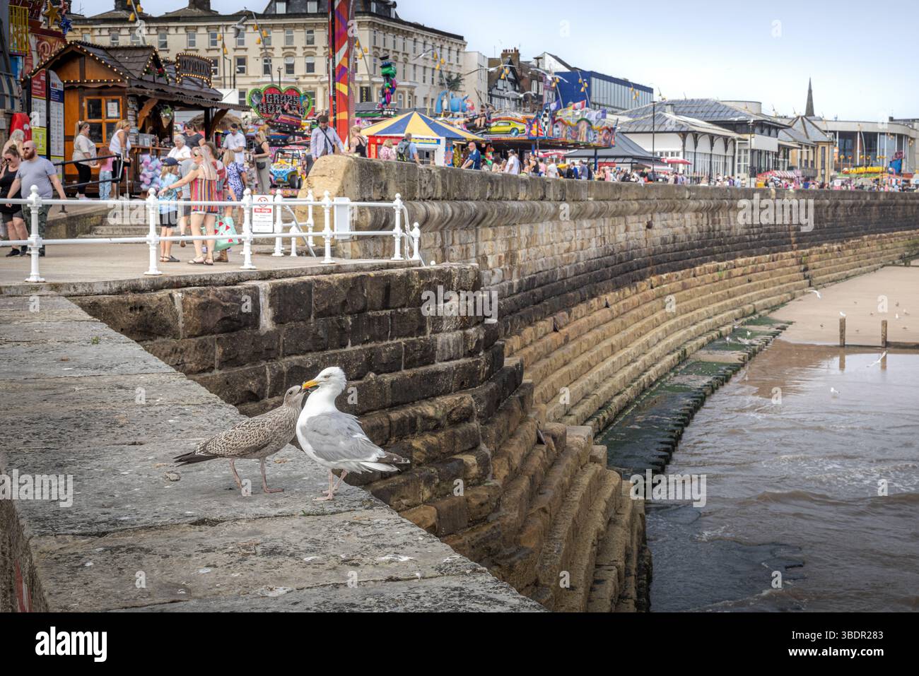 Adult seagull feeding its young on a sea wall, with families and fairground rides in the background, evoking themes of family, care and togetherness. Stock Photo