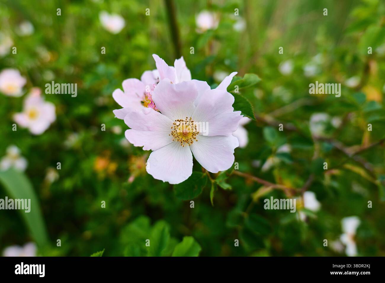 Delicate floral design emerges hi-res stock photography and images - Alamy