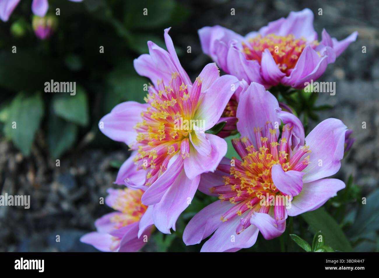 Pink flowers yellow center hi-res stock photography and images - Alamy