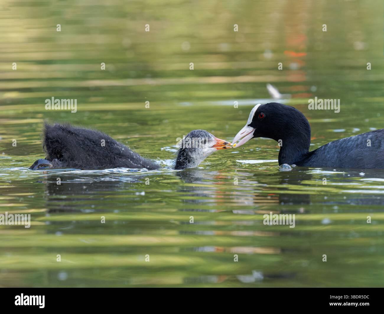 Eurasian coot (Fulica atra) feeding its chicks in the Mare Saint James — free download